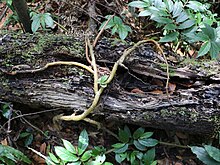 Elatostema reticulatum Gloucester Tops.jpg