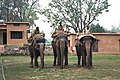 3 éléphants et leurs mahouts dans le parc national de Corbett (Inde).
