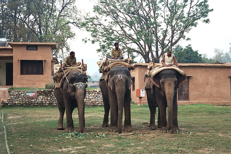 File:Elephants in Corbett Camp.jpg