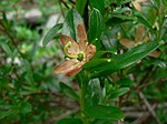 Elliottia pyroliflora 18461. 
 JPG