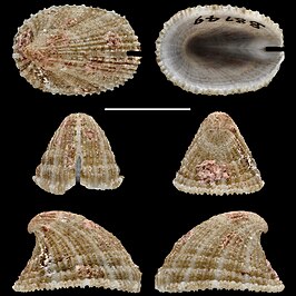 Emarginula viridicana