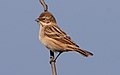 Bird Bunting