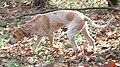 English Coonhound