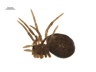 <i>Enoplognatha intrepida</i> Species of spider