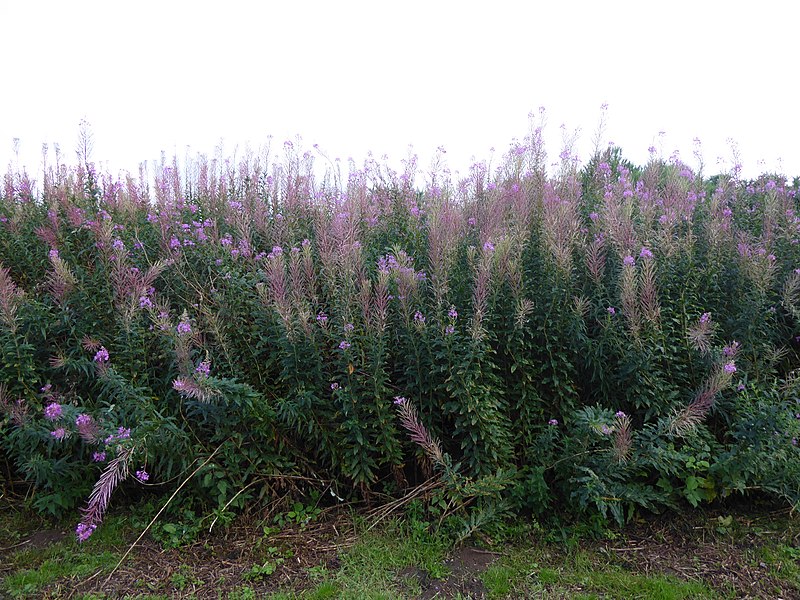 File:Epilobium angustifolium Culloden 03.jpg