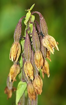 Epipactis palustris - fruits Epipactis palustris - fruits.jpg