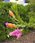 Eremophila racemosa