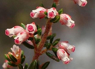 <i>Erica peltata</i> Species of flowering plant