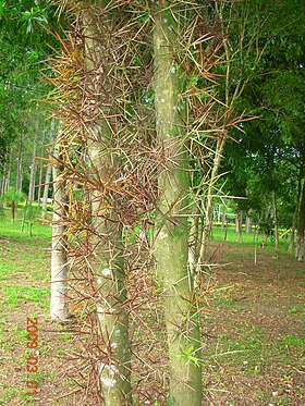 Tronco de Gleditsia amorphoides