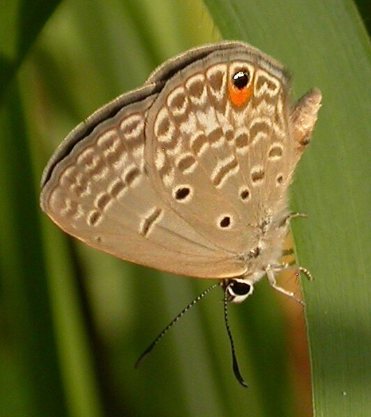 File:Euchrysops malantha IITA 2012-04-26 uns2.jpg