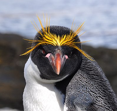 Ortufa pingveno