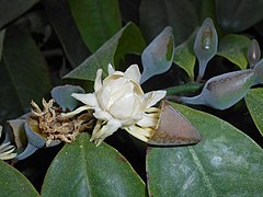 Operculum (the 'cap' of the flower bud) detaching