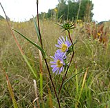 Linear leaves and a spike-like inflorescence are diagnostic for this species