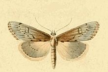 Evergestis isatidalis.JPG