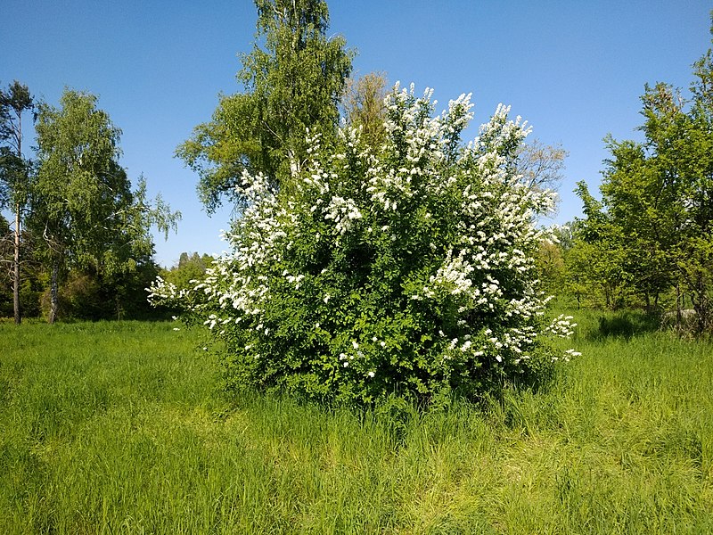 File:Exochorda tianschanica in Almaty Botanical Garden flowering.jpg