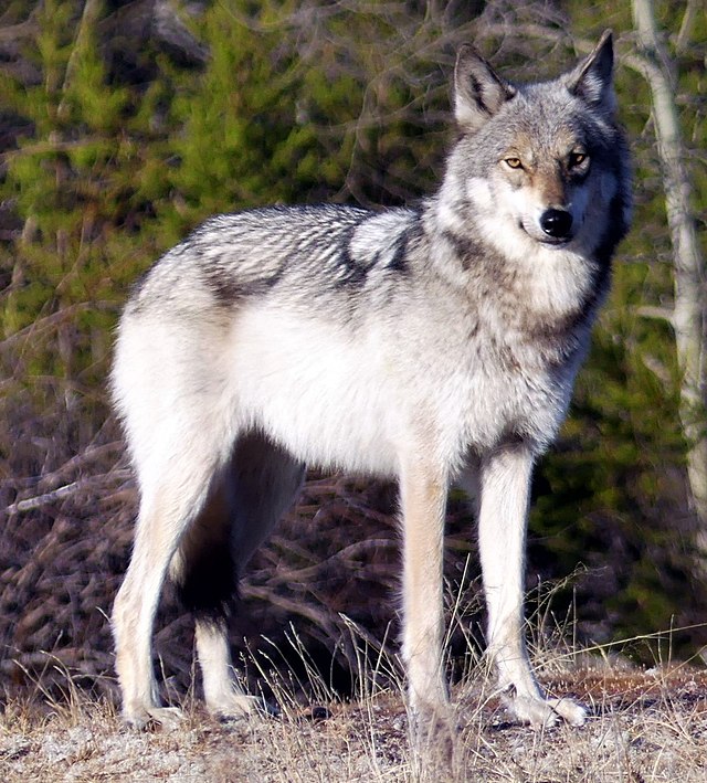 rare colored wolf