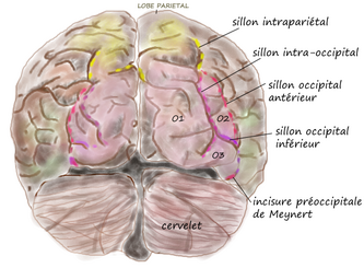 Face post occipit lobe.png