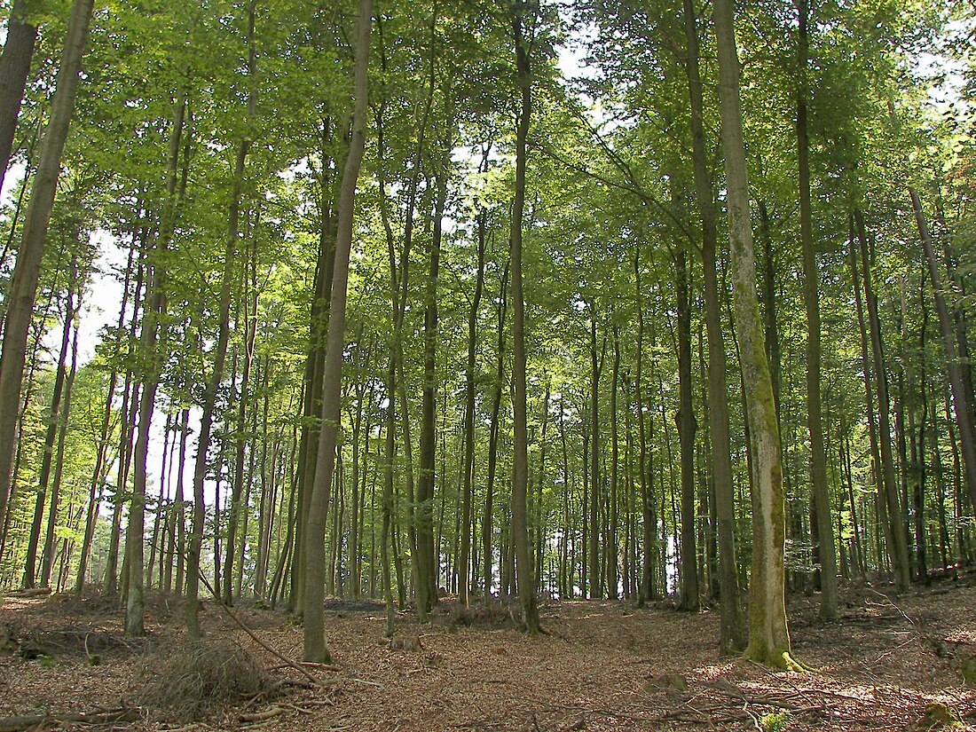 Bochtige smele-beukenbos