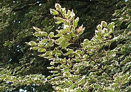 Fagus sylvatica var. 'purpurea tricolor' in Parque del Oeste, Madrid.