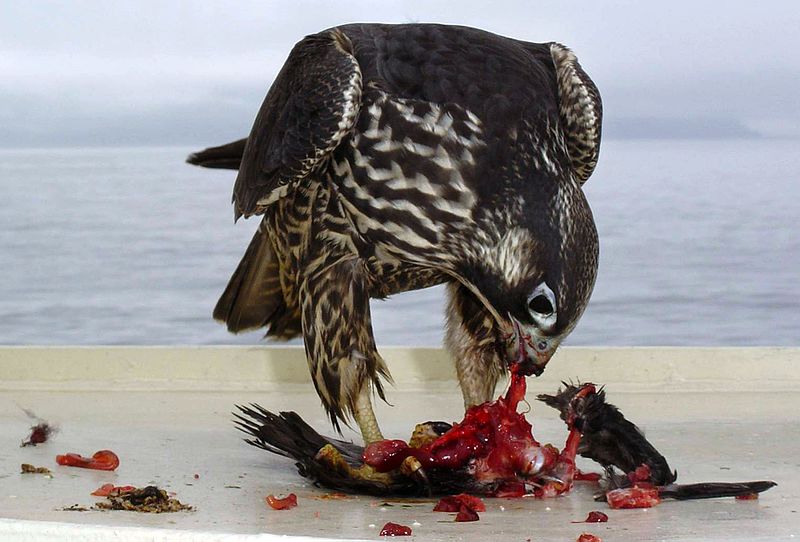 File:Falco peregrinus on ship USFWS.jpg