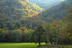 A. simus specimens have been particularly plentiful from caves in the montane woodlands of the US Interior Highlands, such as the Ozarks. Fall in the Ozarks.jpg