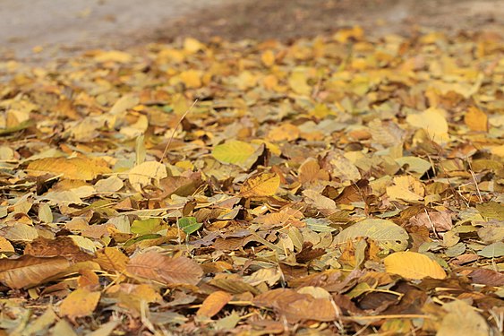 Fallen walnut leaves, near Sofia, Bulgaria