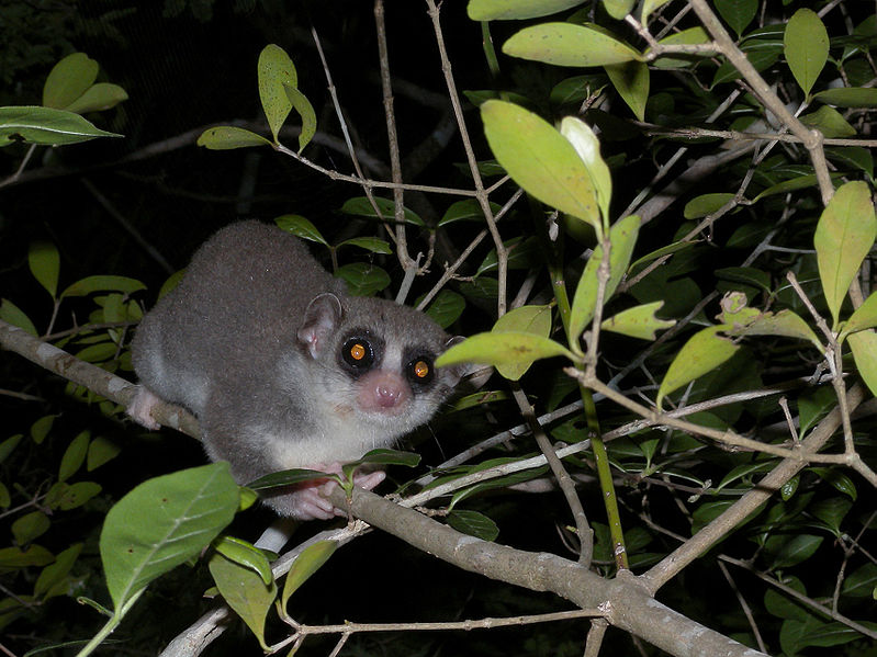 File:Fat-tailed Dwarf Lemur, Kirindy, Madagascar (4337920875).jpg