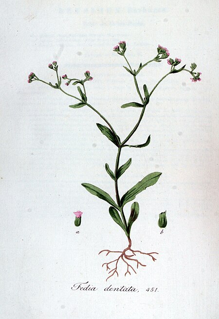 Valerianella_dentata