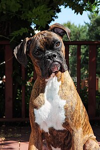 Female brindle Boxer tilting head Female Brindle boxer.jpg