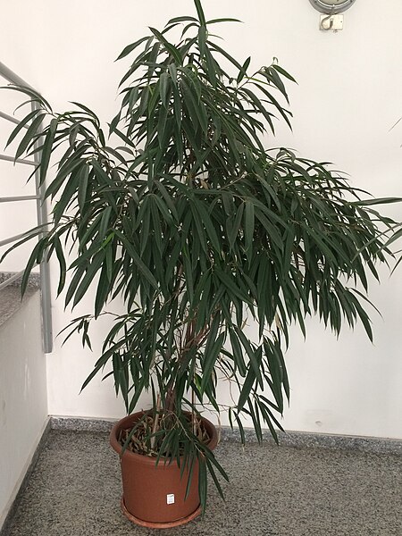 File:Ficus maclellandii Alii (Ficus binnendijkii Alii).jpg