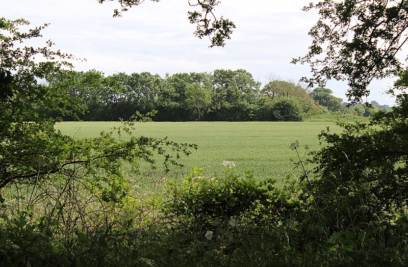 File:Fields in Willaston south of the Wirral Way.jpg