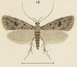 <i>Gymnobathra ambigua</i> Species of moth