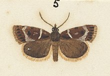 Illustration by George Hudson. Fig 5 MA I437620 TePapa Plate-XXI-The-butterflies full (cropped).jpg