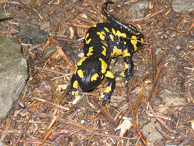 Черно желтая ящерица. Огненная саламандра. Саламандра — Огненная ящерица. Саламандра Огненная черная. Огненная саламандра классификация.
