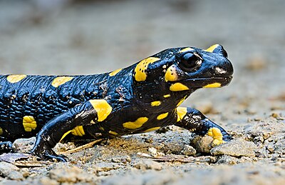 Slika:Fire salamander (Salamandra Salamandra).jpg