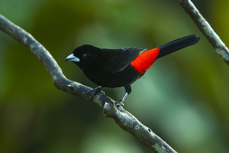 File:Flame-rumped Tanager - Colombia S4E8786 (22621894474).jpg