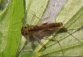 <i>Stenacron carolina</i> Species of mayfly