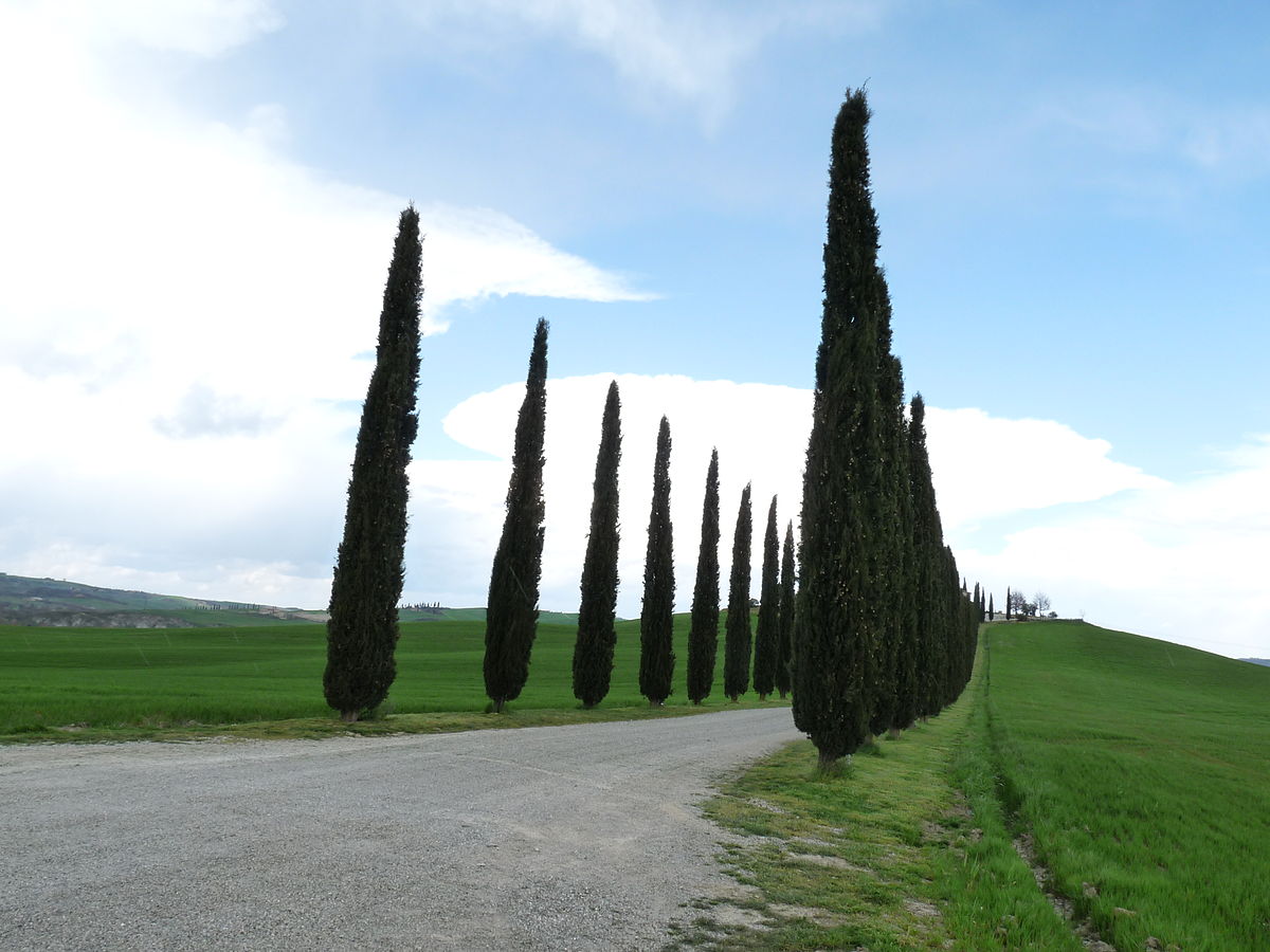 Cypress - Wikipedia