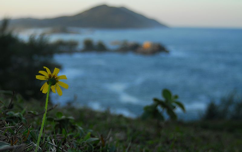 File:Flor amarela.jpg