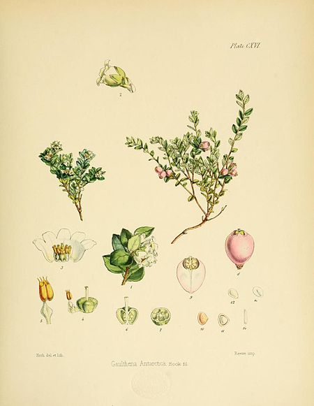 Plate CXVI; Gaultheria Antarctica Hook. fil.; Fitch del et lith.; Reeve imp.