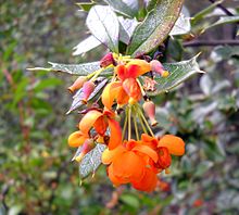 Flores de "Berberis ilicifolia". Plantas crecidas en el Parque Nacional de Tierra del Fuego, Ushuaia, Argentina.jpg