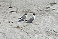 * Nomination Pair of Seagulls (Chroicocephalus ridibundus) on Longboat Key in Florida. --Moroder 11:14, 22 April 2017 (UTC) * Promotion Good quality. -- Johann Jaritz 06:33, 24 April 2017 (UTC)