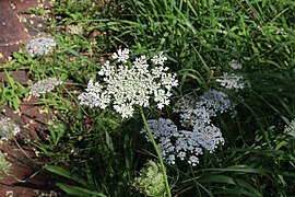 Wild carrot