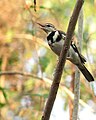 Forest-wagtail.jpg