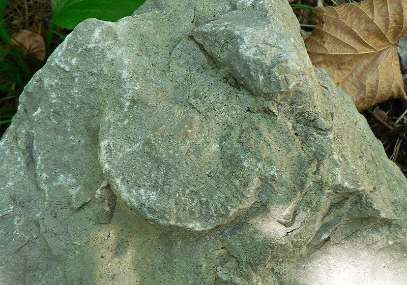 File:Fossile Allières.jpg