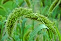 Foxtail millet head