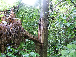 Árbol de la vida - Wikipedia, la enciclopedia libre