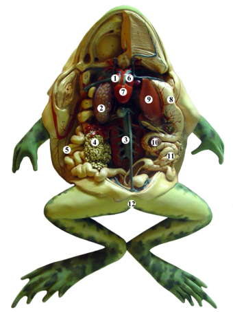 Plastic model of a frog