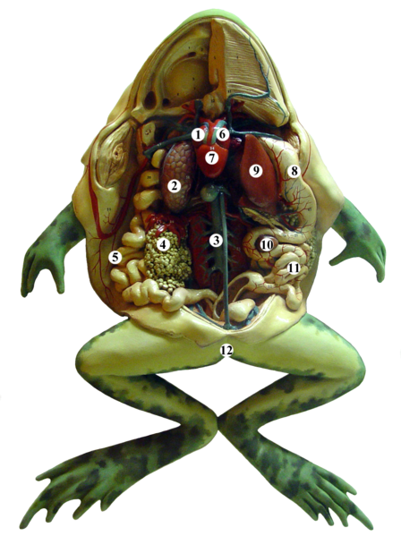 File:Frog anatomy tags.PNG