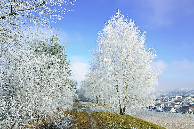 File:Frozen tree (31970031832).jpg